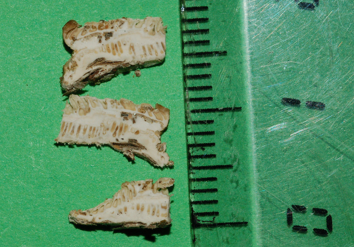 Postia da determinare (Postia rancida)